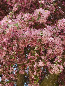 Pink May Blossoms
