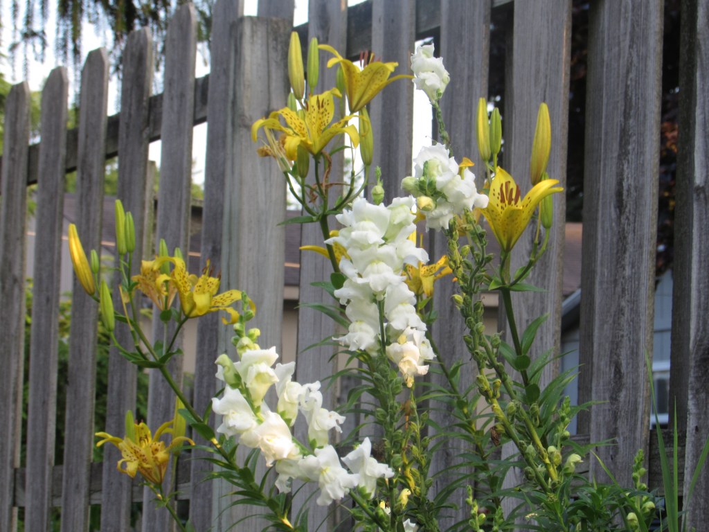 Perennial Snap Dragons July 2024